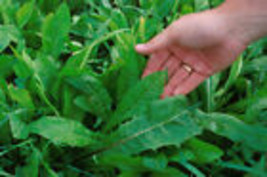 Oasis Chicory 1000 Seeds Endive Usa Seller - $10.98