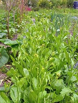 500 Seeds Organic Mustard Greens Seed Old Fashioned Green Heirloom NON GMO - £15.22 GBP