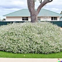 SR12Store 50 White Tea Tree Oil Seeds Melaleuca Linariifolia Snow In Summer Shru - $8.62