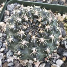 Live Plant Gymnocalycium matznetteri Cactus Cacti Succulent Real  - £39.95 GBP
