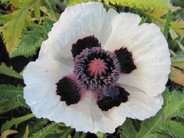 PWO Poppy - Papaver Orientale - Royal Wedding seed - £2.59 GBP