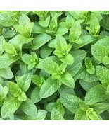 MX Premium Spearmint Herb 200 Fresh Seeds So 3 Or More Items Bulk Seed - $10.09
