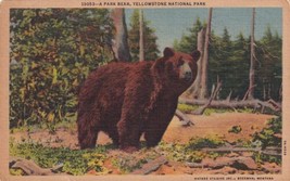 Park Bear Yellowstone National Park Postcard C03 - $2.99