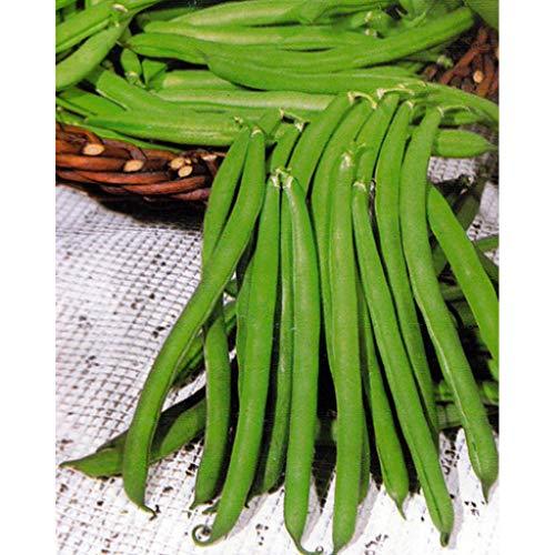Slenderette Bush Bean Seeds, Non GMO, 200+ Seeds, Great Tasting and Healthy