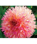 20 SEEDS Myrtle&#39;s Folly Multi-colored Twisted Dahlia Flower Seeds - $8.15