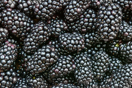 Prime-Ark® Freedom Blackberry   Thornless    2 Crops a Year    Potted Pl... - $19.70+