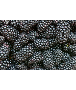 Prime-Ark® Freedom Blackberry   Thornless    2 Crops a Year    Potted Pl... - $19.70+