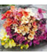 200 Seeds Wallflower FAIR LADY MIX Fragrant Bi-Colored Biennial Fragrant... - £9.50 GBP