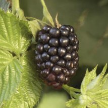 Blackberry - &#39;Chester&#39; thornless - Rubus fruticosa - Live Plant - £29.08 GBP