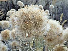 100 Pcs Yellow Flower Rubber Rabbitbrush Seeds #MNSB - £11.98 GBP