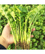 Hybrid Mustard Seeds Adaptable Stable Yield Variety IdealPickling Stir f... - $220.15 MXN