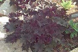 Heuchera Micrantha Palace Purple Coral Bells Fresh Seeds - £14.93 GBP