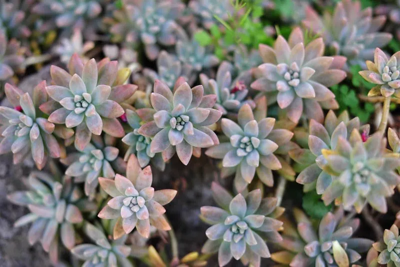 Ghost Graptopetalum Succulent Live Plant 4 Inch pot Mother of Pearl - $35.63
