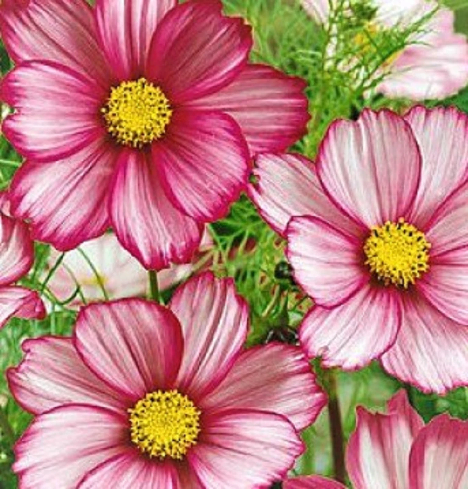 Beautiful Cosmos Seeds Candystripe 100 Seeds   - $8.34