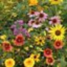 500+ Seeds! Wildflower Mix BIRD LOVER’S Perennials &amp; Annuals Summer-Fall Non-GMO - £9.55 GBP