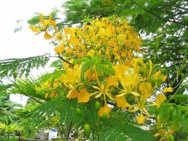 KKG Delonix Regia Var Flavida Or Flava 10 Seeds Yellow Golden Poinciana ... - $166.87 MXN