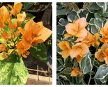Bougainvillea DELTA DAWN Small Well Rooted Starter Plant - $44.93