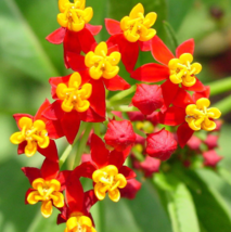 100 Seeds Milkweed TROPICAL Bloodflower Asclepias Monarch Butterfly Host Plant  - £9.88 GBP