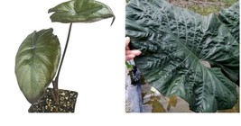 Live Plant Diamond Head Elephant Ear - Colocasia esculenta - Live Plant  - $38.99