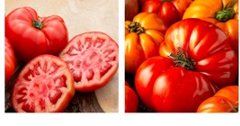 150 Seeds! Tomato BEEFSTEAK Open Pollinated up to 2 lb fruits!  - £21.69 GBP