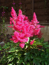 Sale 100 Seeds Pink Mix Astilbe (False Spirea/False Goats Beard) Astilbe Chinens - £7.40 GBP