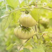 Ship From Us Aunt Ruby&#39;s Green German Tomato ~1 Lb Seeds -NON-GMO, Heirloom TM11 - £838.14 GBP