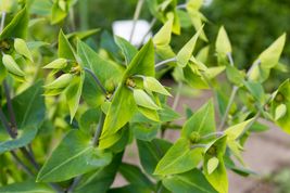 Mole Plant {Euphorbia lathyris} 5 Heirloom Seeds – Deter Moles, Fast-Growing - £9.99 GBP