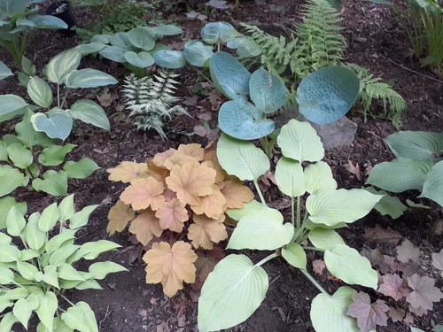 THJAR Hosta Seeds mix of colors, size, and leaf shape 50+ perennial seeds - €4,11 EUR