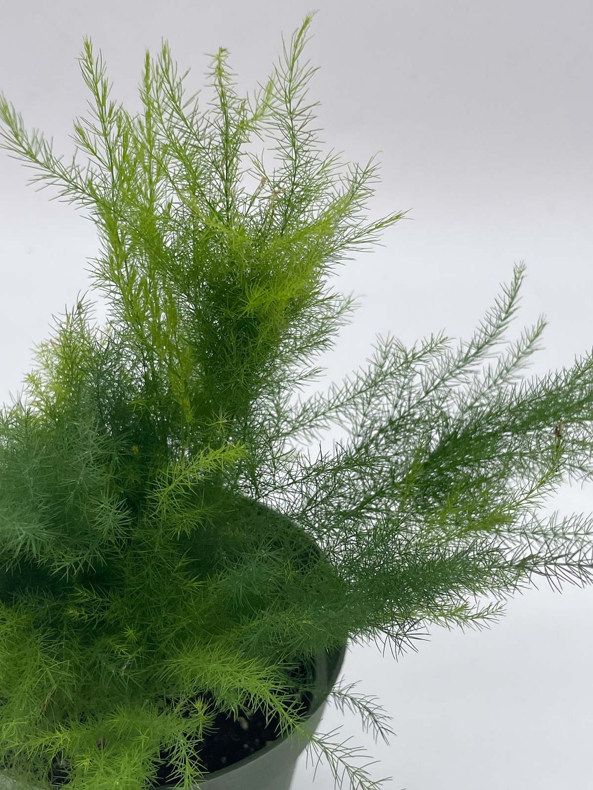ASPARAGUS SETACEUS - ASPARAGINA / LACE FERN, 10 SEMI SELEZIONATI ASPARAGUS SETACEUS - ASPARAGINA / LACE FERN, 10 SEMI SELEZIONATI