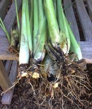 10 Fresh rooting lemongrass 6- 12 inches live plant ready 2 plant in pot/soil - $29.99