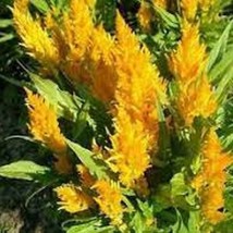 USA SELLER Yellow Feather Celosia Free Shipping - £12.36 GBP