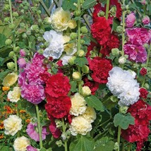 25 Seeds Chaters Double Mixed Color Hollyhock Flower Seeds - £11.61 GBP
