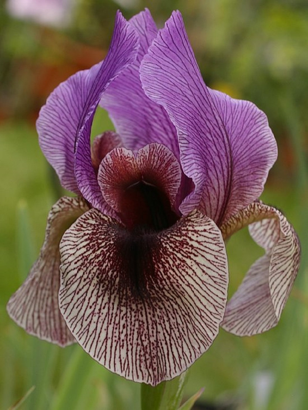 1 rhizome - Bearded Iris Mediterranean "dardanus"  - $17.80