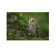 Animal Poster Owl Unframed Inside Canvas Picture Decor 18x12 Inch 3-Piece - £11.36 GBP