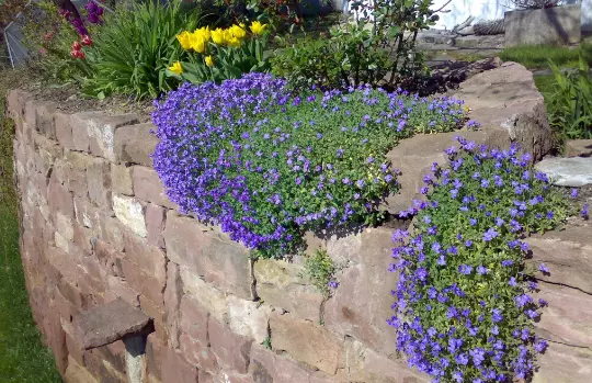 Cascade Blue 100 Rock Cress Seeds Or Aubrieta Hybrida Superbissima USA Seller - £7.20 GBP