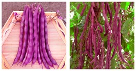 40 gram Seeds/Bag Purple Pole Bean Seeds Garden Seeds - £23.59 GBP