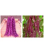 40 gram Seeds/Bag Purple Pole Bean Seeds Garden Seeds - £23.58 GBP