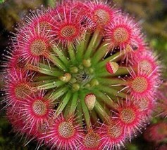 100 Seeds 100 Giant Dionaea Muscipula Carnivorous Plants Fly Clip Se Eed Carnivo - $8.49