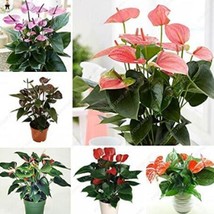 100 pcs Anthurium Flower Seeds - Mixed Light Purple Black Red Pink Flowers FRESH - £5.45 GBP