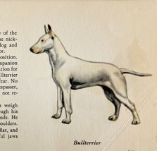 Bull Terrier White 1939 Dog Breed Art Ole Larsen Color Plate Print PCBG17 - €25,51 EUR