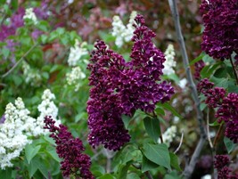 25 Wine Lilac Seeds Tree Fragrant Flowers Perennial Seed Flower 986 From US - £8.54 GBP