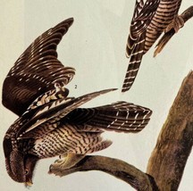 Hawk Owl Bird 1946 Color Art Print John James Audubon Nature DWV2F - £31.41 GBP