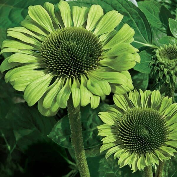 Primary image for 50 Green Jewel Coneflower Seeds Echinacea Perennial Flowers Flower Seed 1163 USA