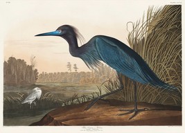 12207.Poster print or Canvas wall decor.Room art design.Audubon birds.Blue Heron - £12.94 GBP+