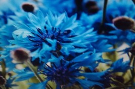 ArfanJaya Bachelor Button Blue Flower Seeds - £6.51 GBP