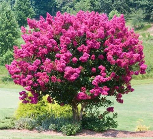 CLK 25 Seeds Pink Velour Lilac Seeds Tree Fragrant Flowers Perennial USA Seller - £7.91 GBP