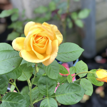 New Yellow Rose Bush Perennial Flower 50 PCS Seeds - $8.99