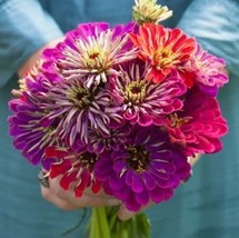 Fresh Zinnia Seeds For Planting - Meteor Shower Mix (100 Seeds) Ship From Usa - £17.79 GBP