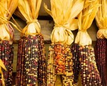 15 Ornamental Large Earcorn Seeds Non Gmo Heirloomndian Corn #Cornseeds ... - $8.99