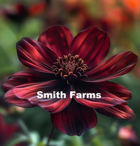 25+ Seeds Chocolate Cosmo Flowers From US - $10.25